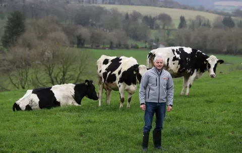 A man and cows