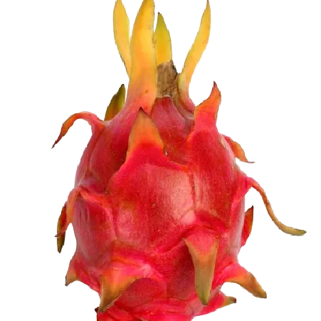 Dragon Fruit